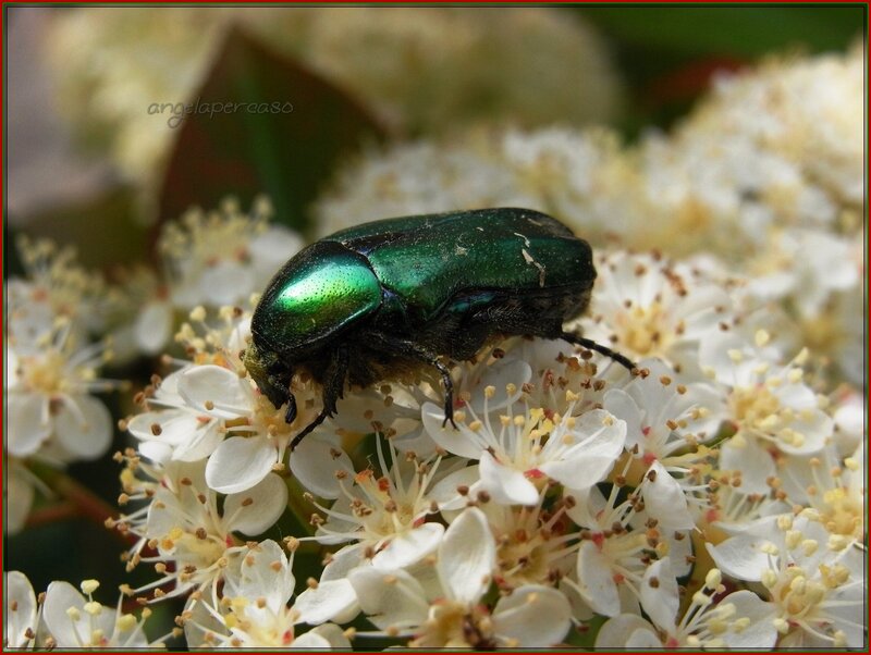 Green Beetle on Flowers — Calm