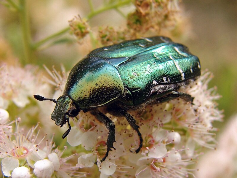 Green Beetle on Flowers — Natural