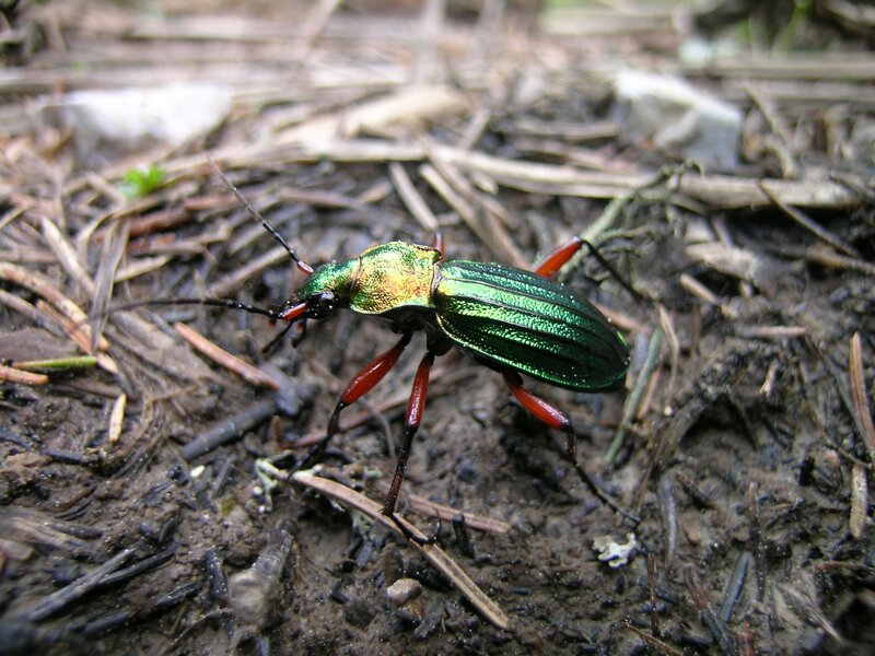 Green Beetle on Forest Floor — Natural
