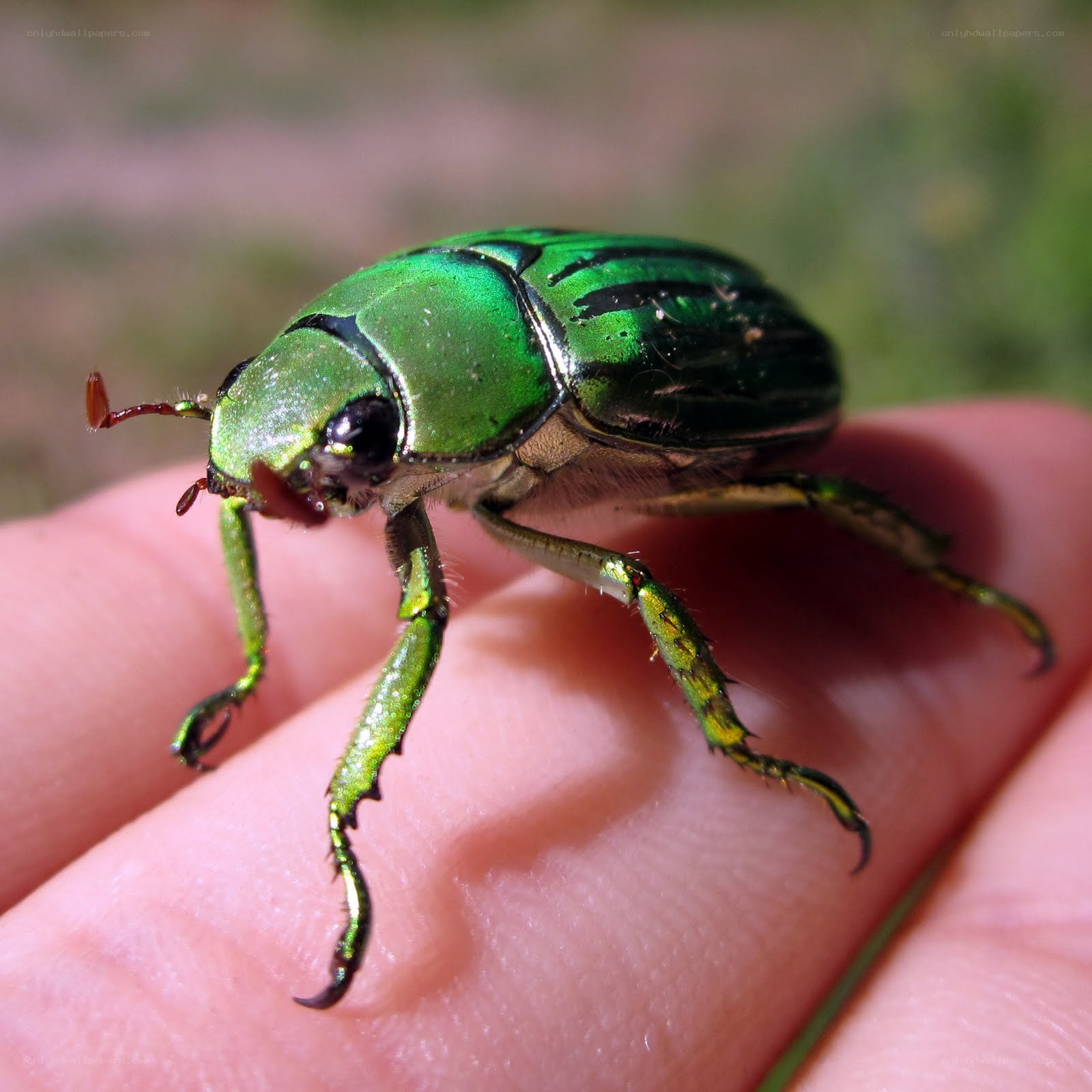 green beetle on hand