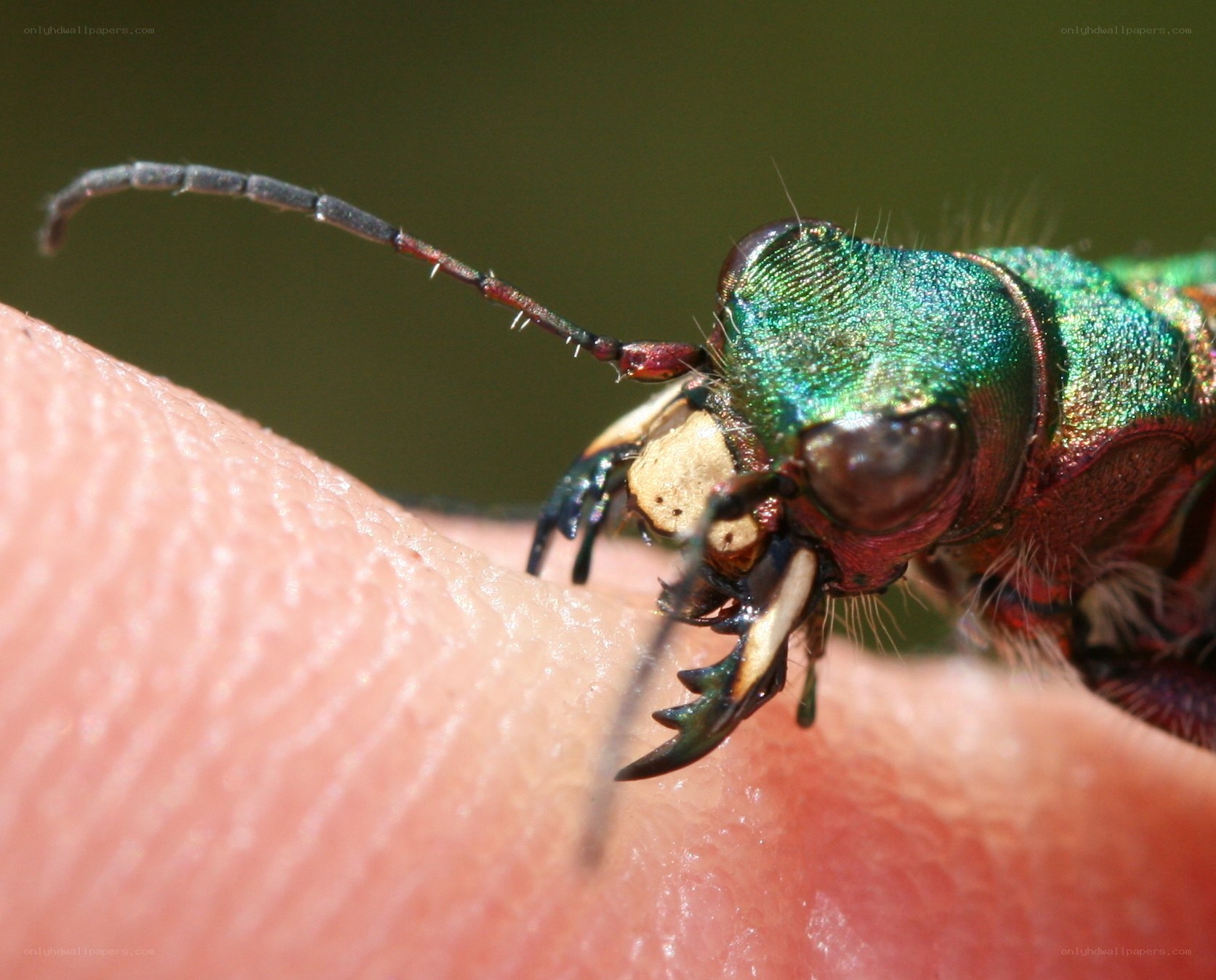 green beetle on human finger