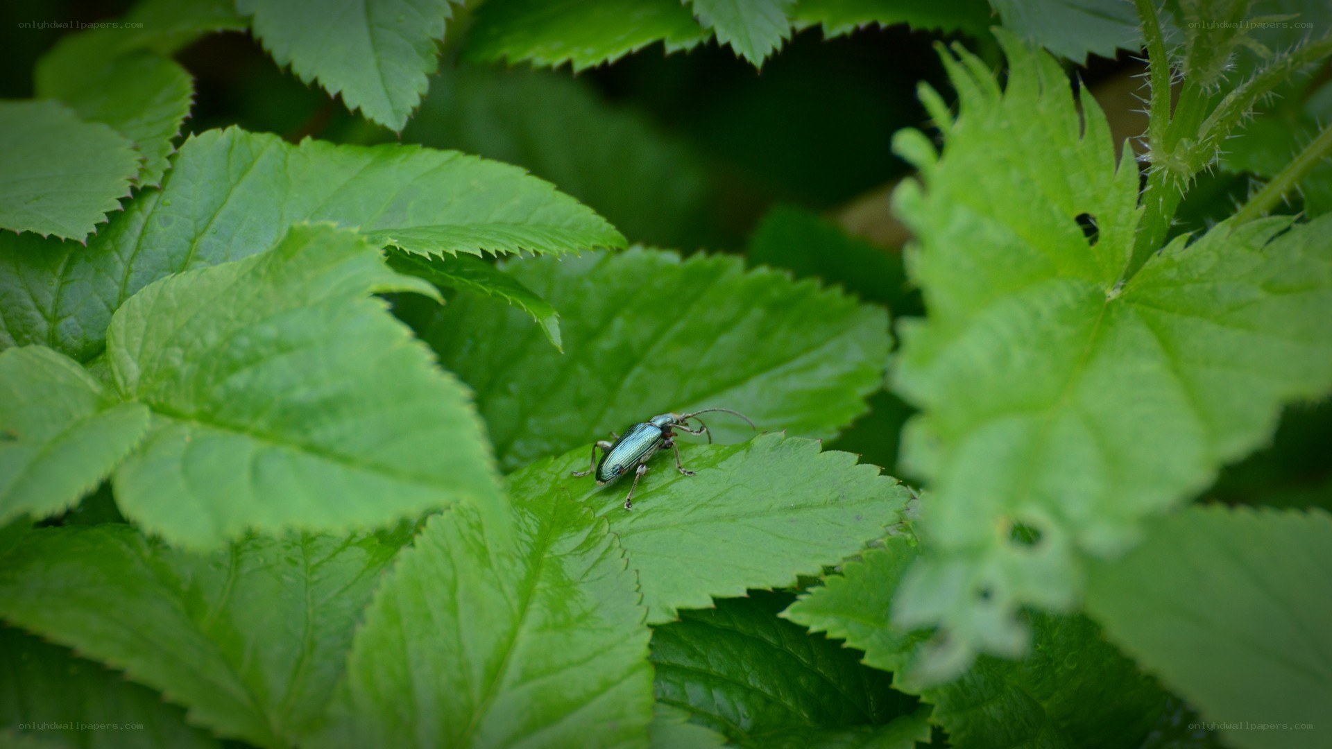 green beetle on leaf
