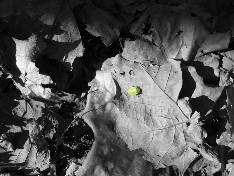 Green Beetle on Leaf — Black