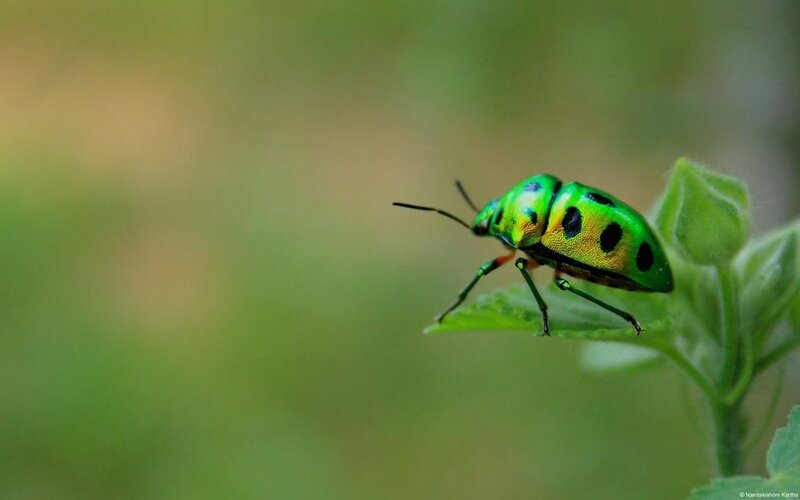 Green Beetle on Leaf — Calm, Photograph