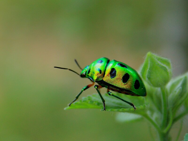 Green Beetle on Leaf — Calm