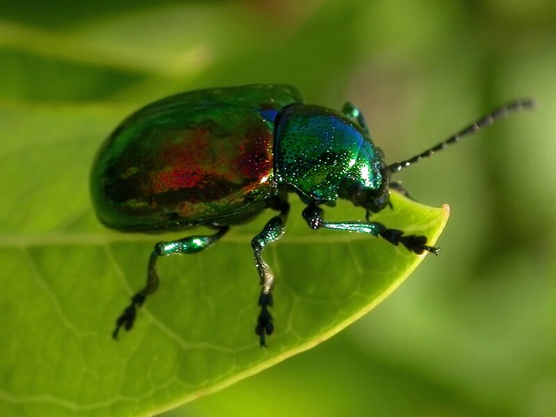 Green Beetle on Leaf — Natural, Afternoon, Photograph