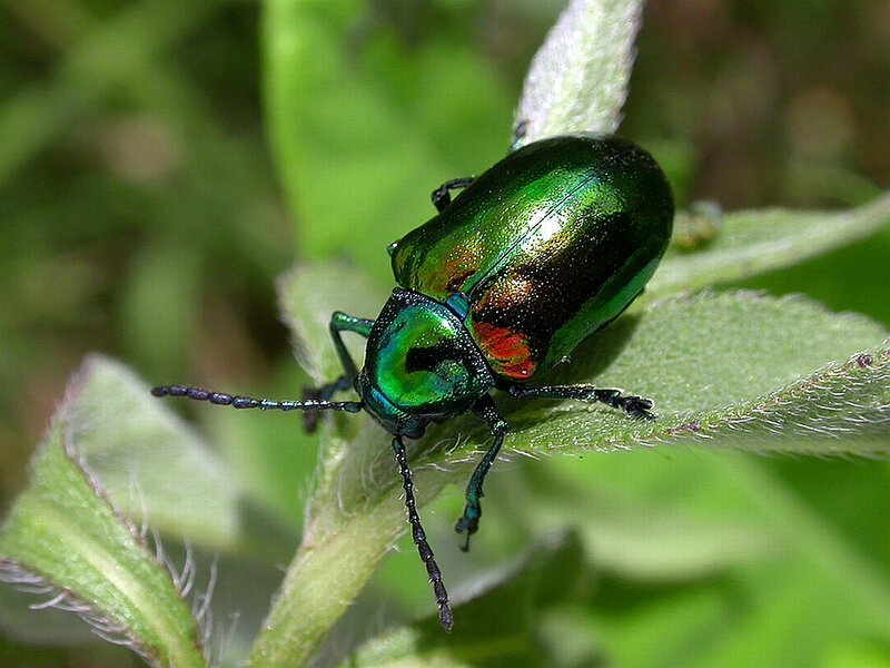 Green Beetle on Leaf — Natural, Afternoon