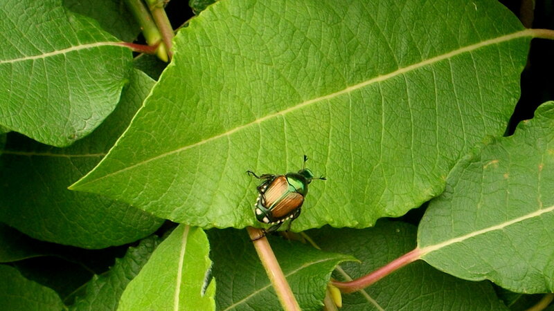 Green Beetle on Leaf — Natural