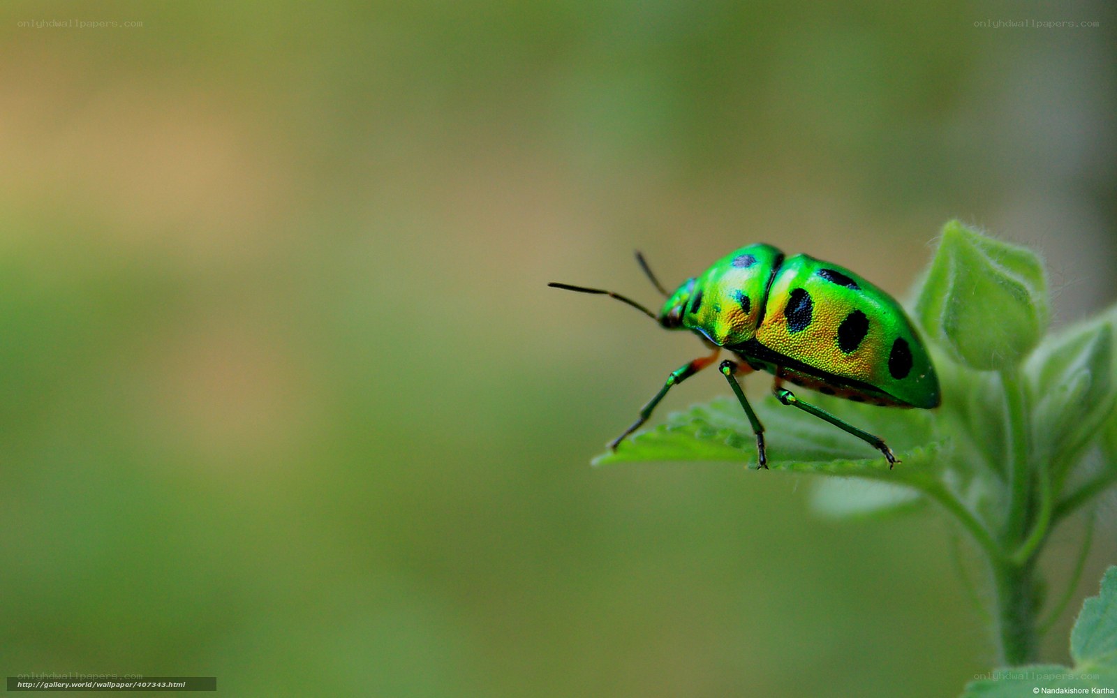 green beetle on leaf