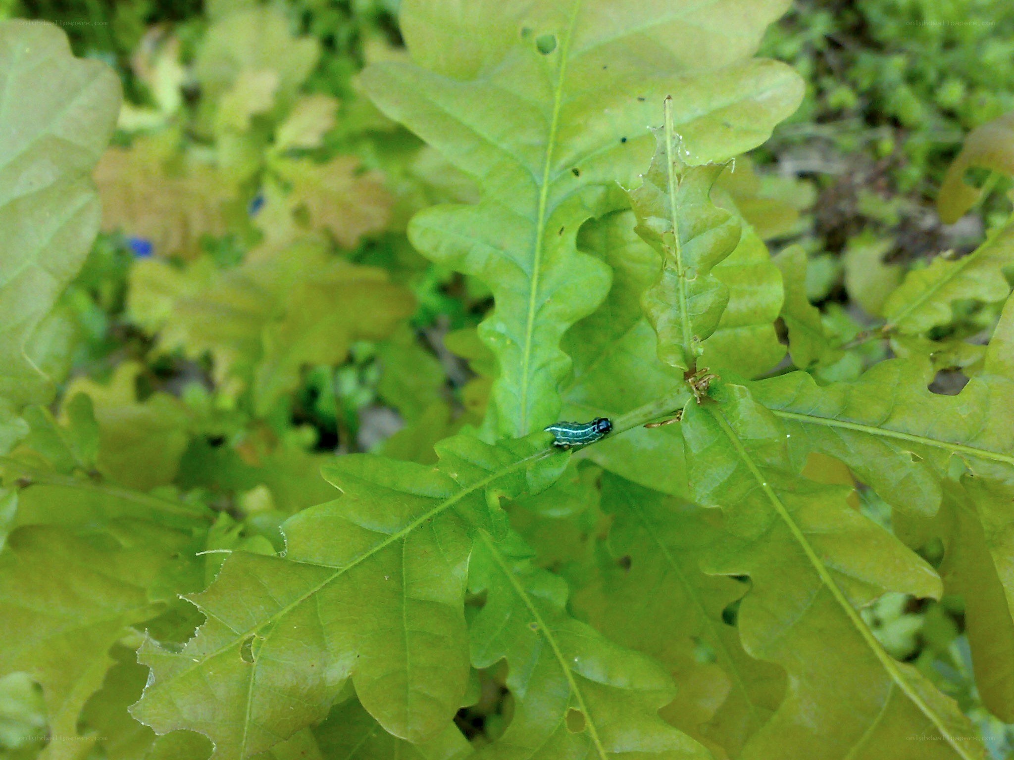 green beetle on oak leaf