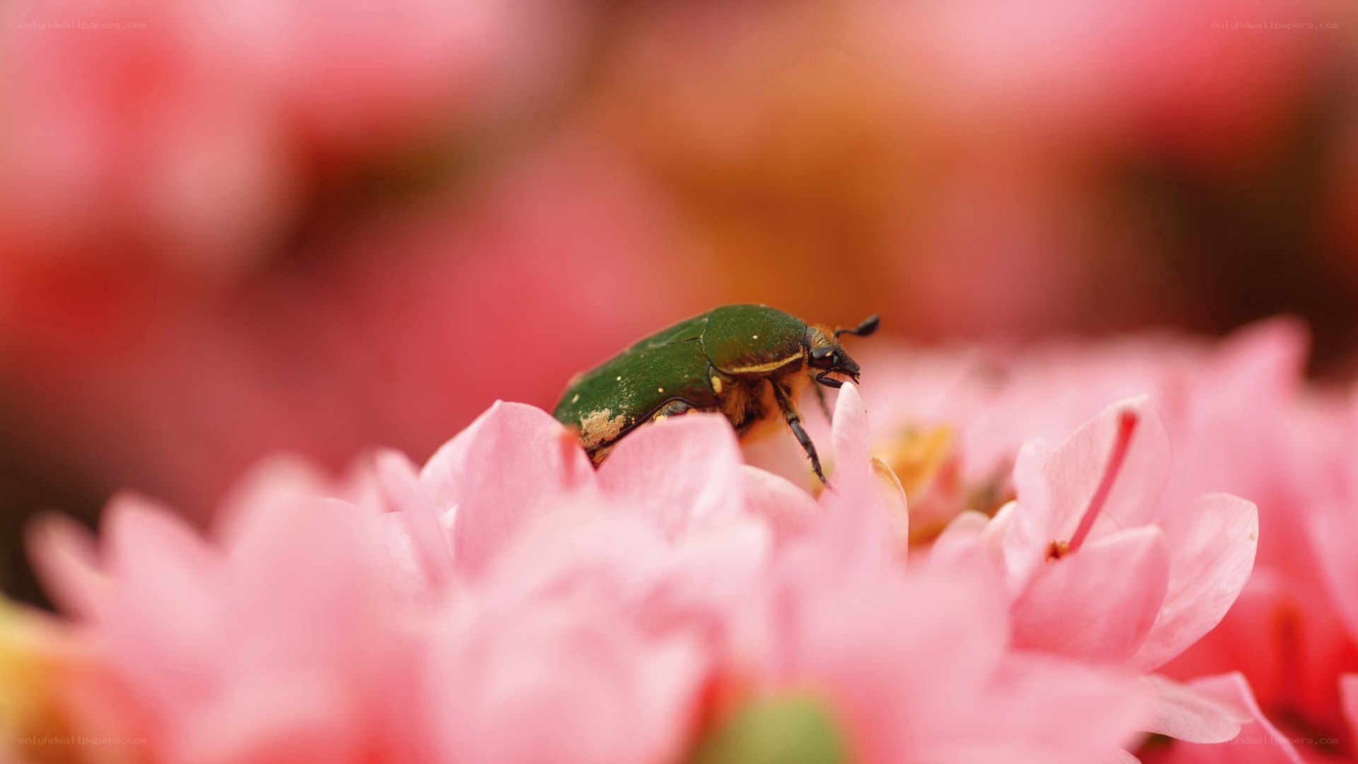 green beetle on pink flower