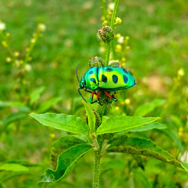Green Beetle on Plant