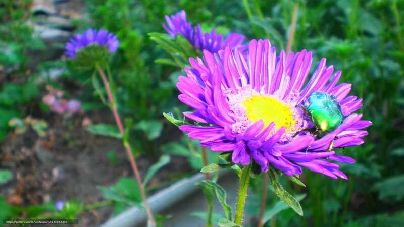Green Beetle on Purple Flower — Natural