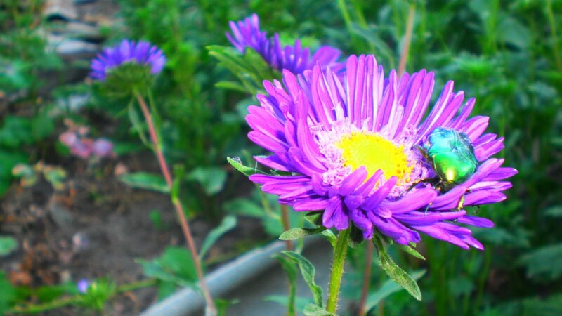Green Beetle on Purple Flower