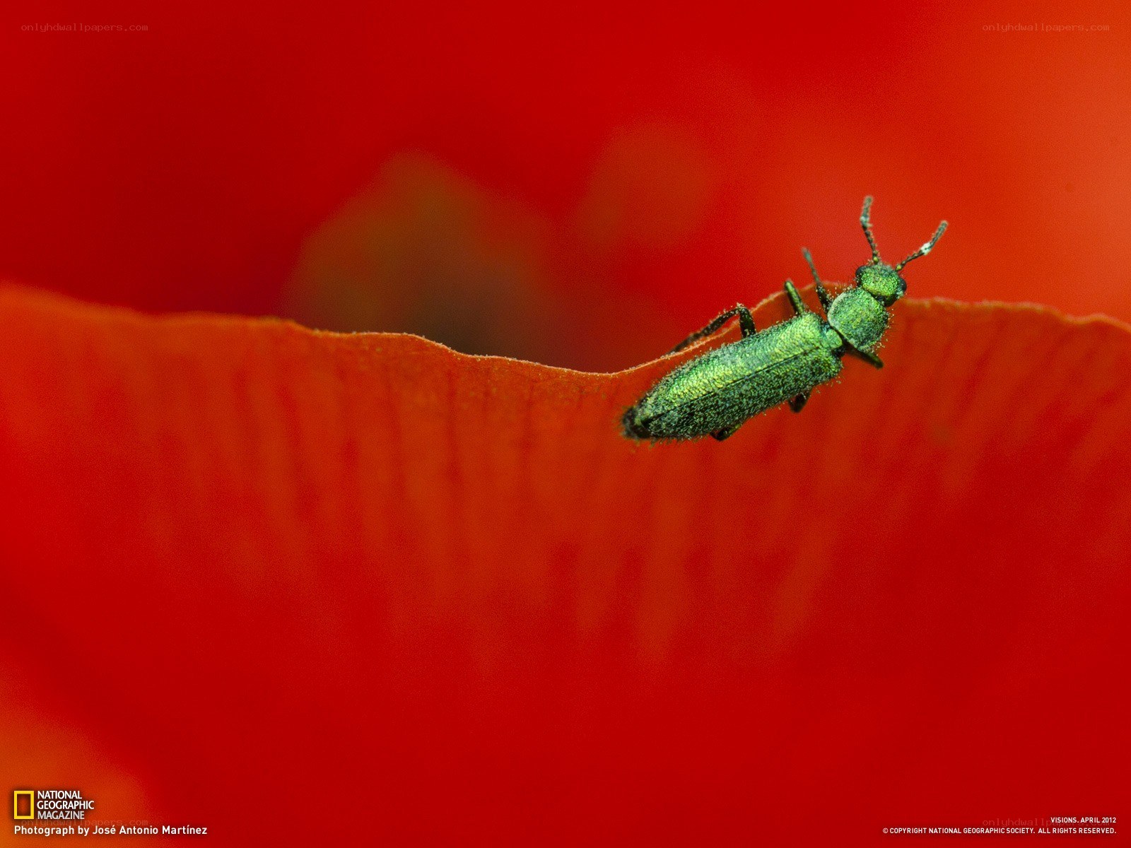 Green beetle on red flower