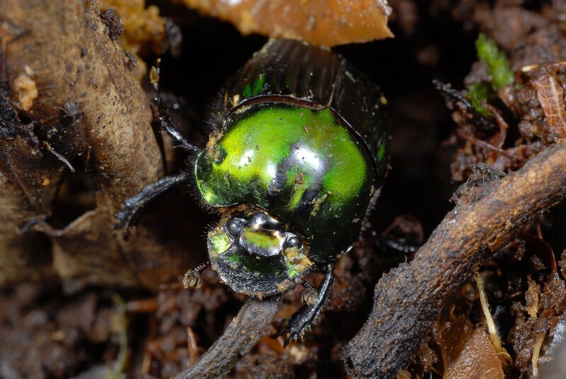 Green Beetle on Soil
