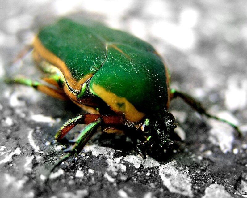 green beetle on textured surface