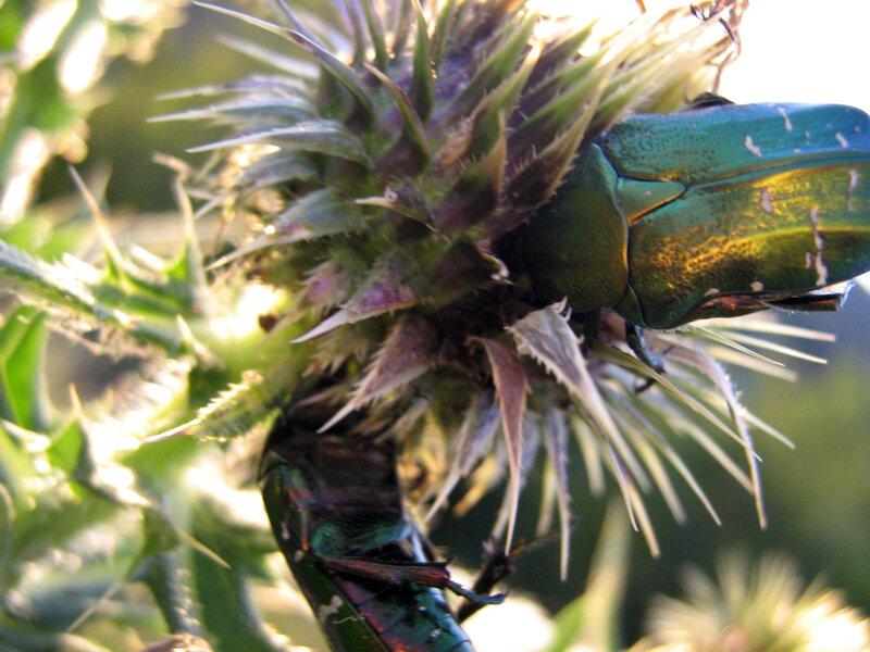 green beetle on thistle