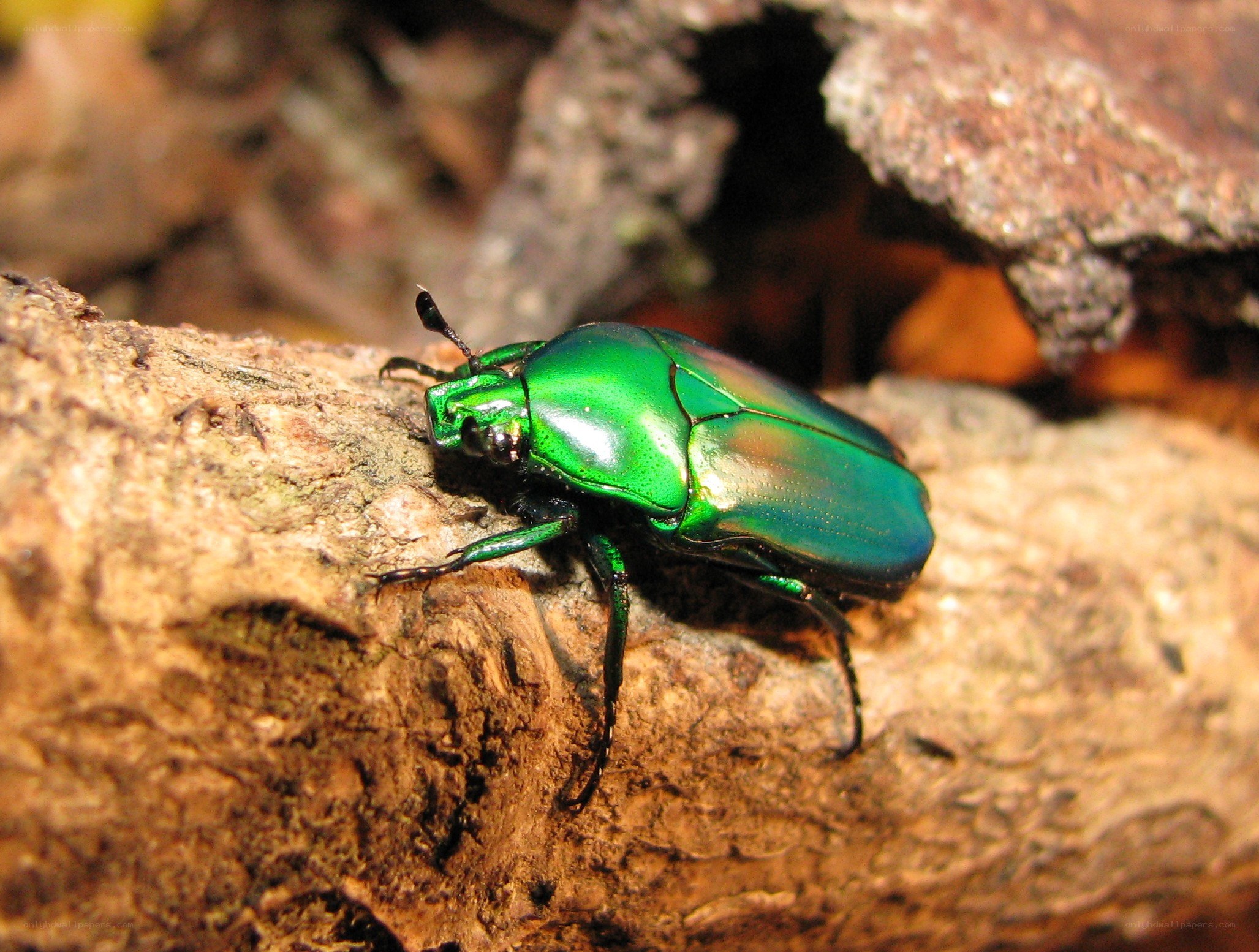 green beetle on tree bark
