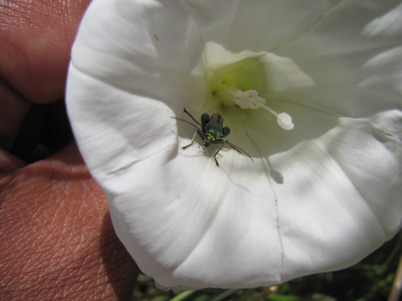 green beetle on white flower