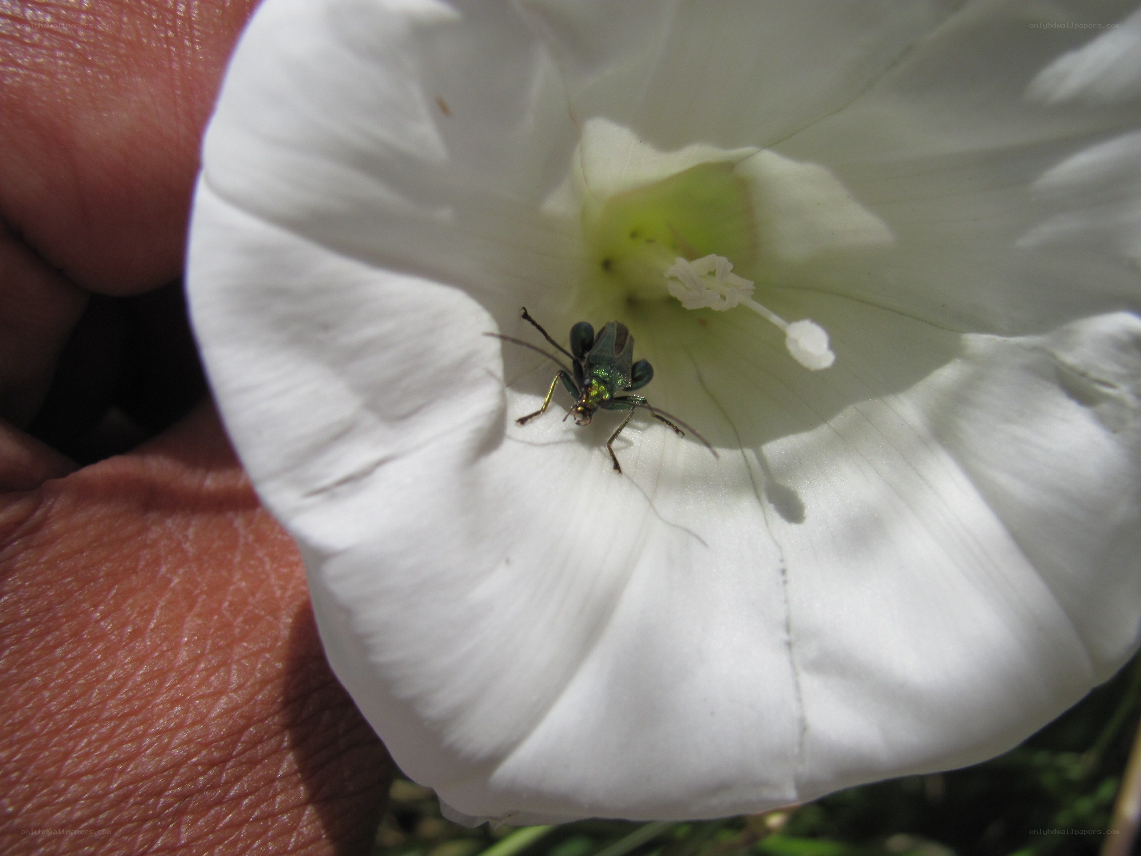 green beetle on white flower