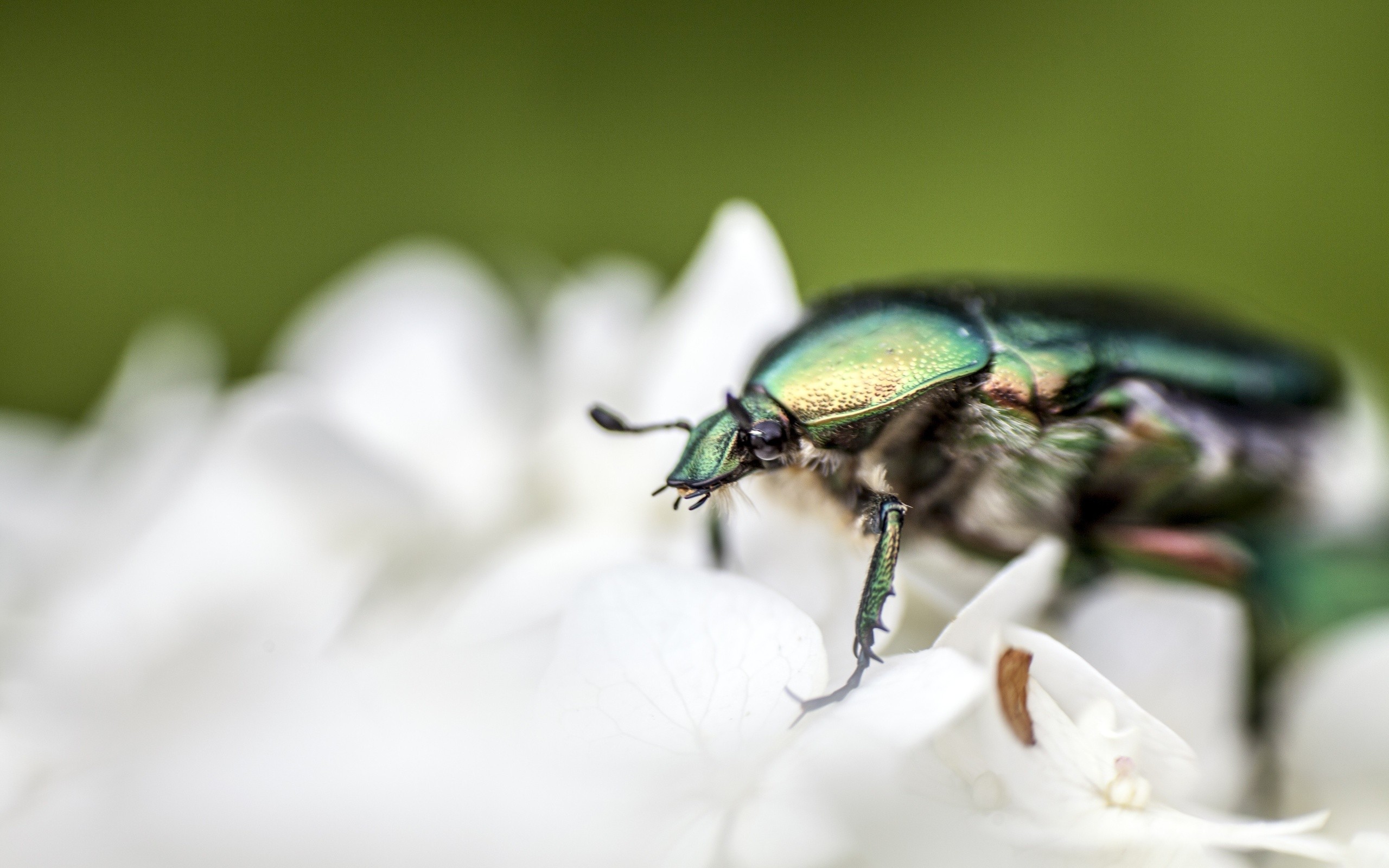 green beetle on white flower