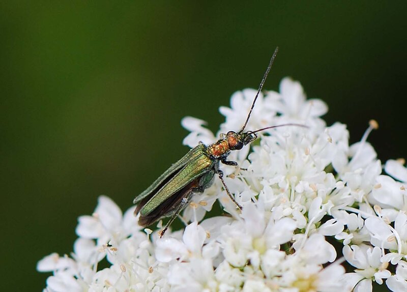 Green Beetle on White Flower — Calm, Photograph