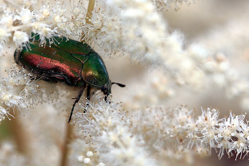 green beetle on white flowers