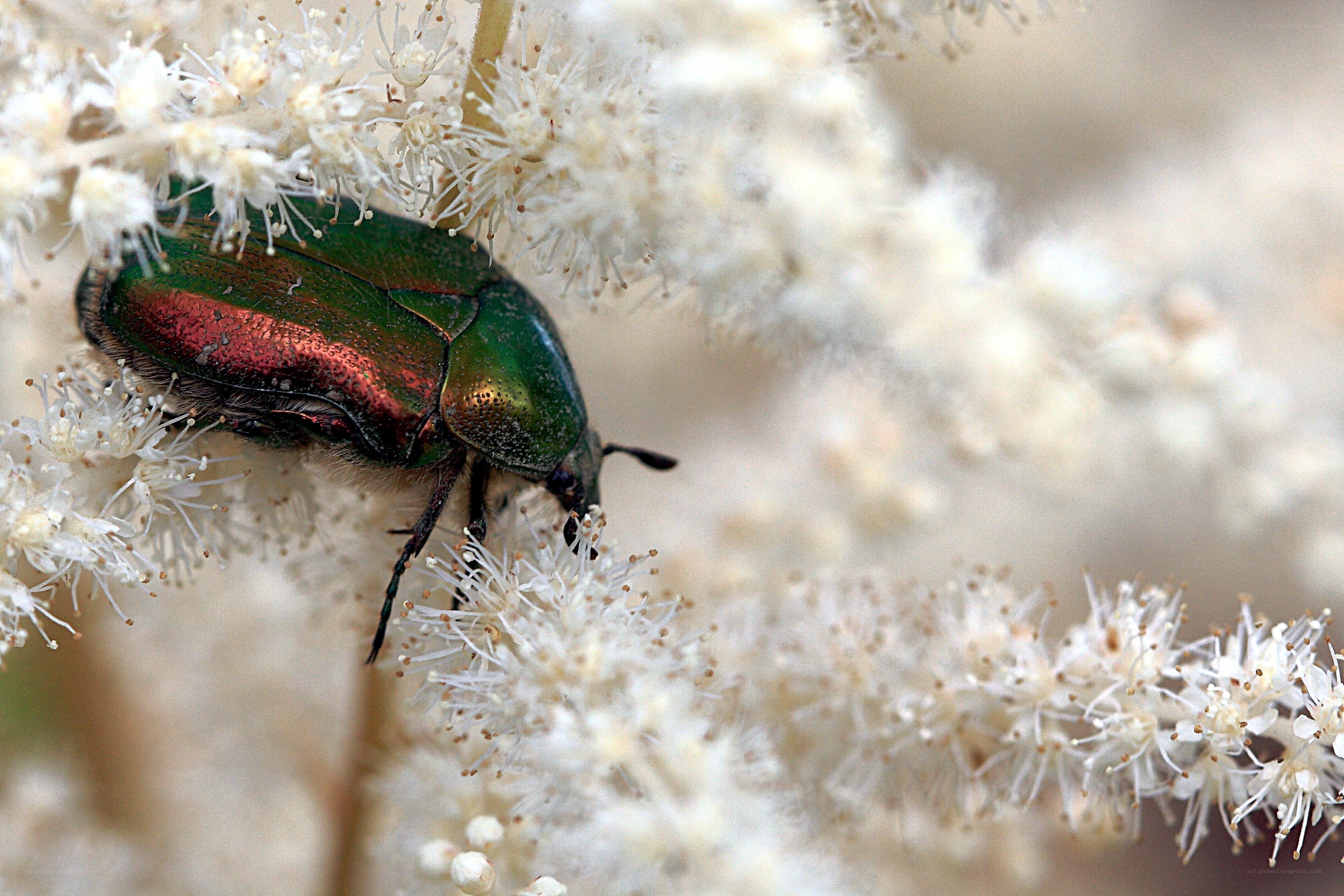 green beetle on white flowers