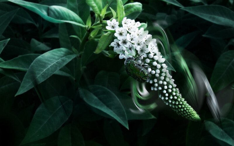 green beetle on white flowers