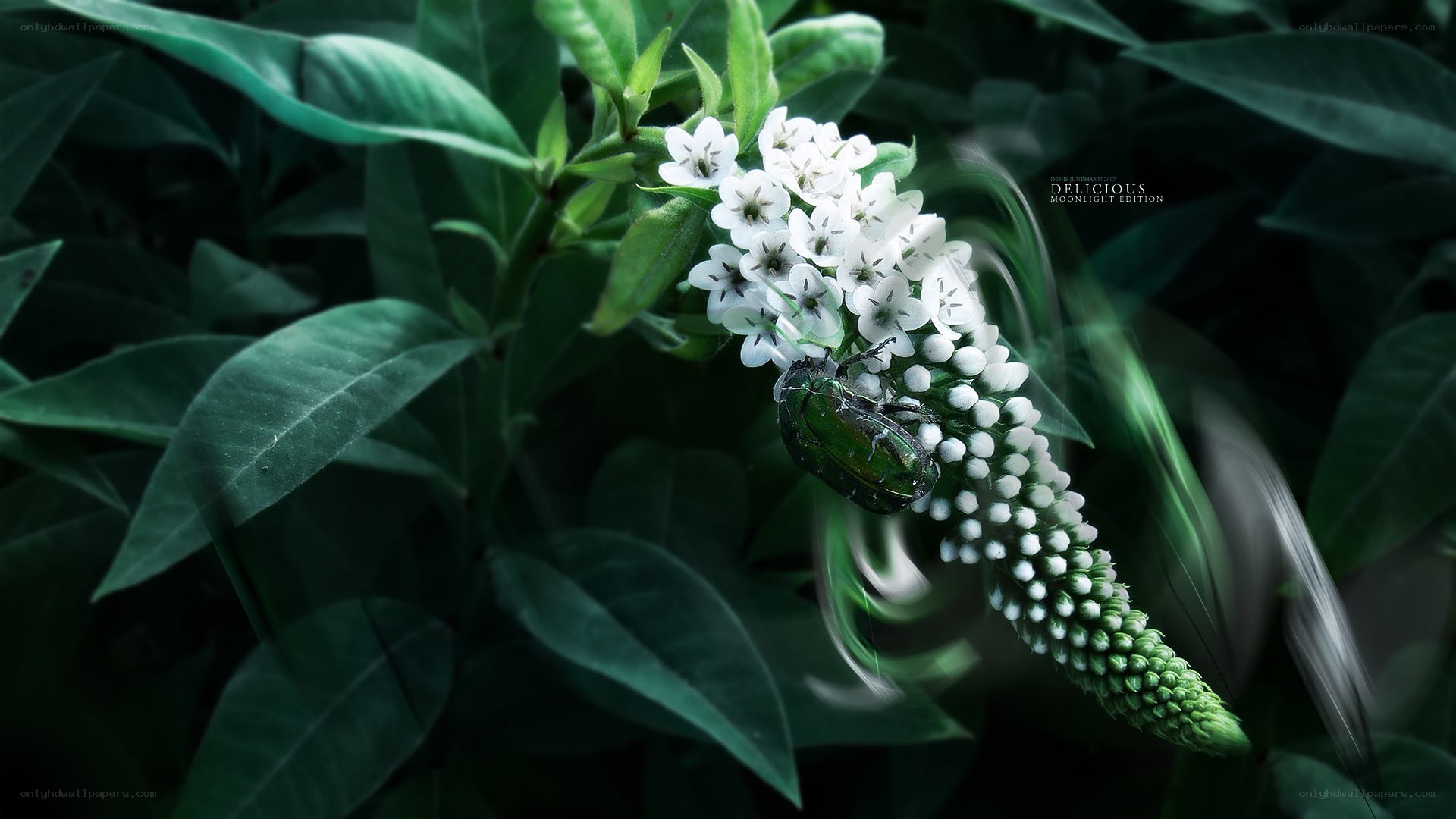 green beetle on white flowers