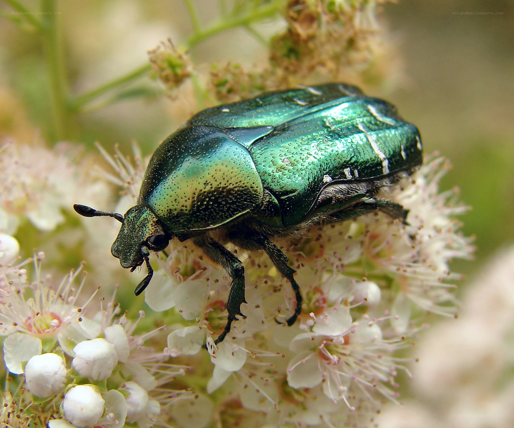 green beetle on white flowers