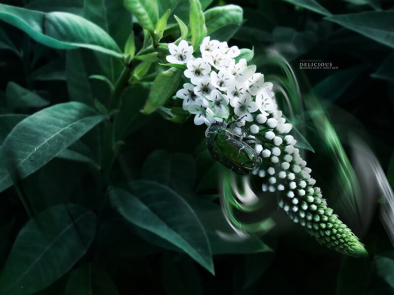 green beetle on white flowers