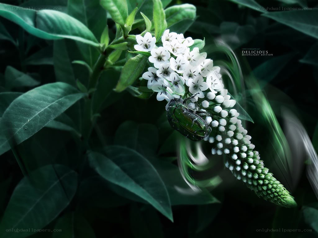 green beetle on white flowers