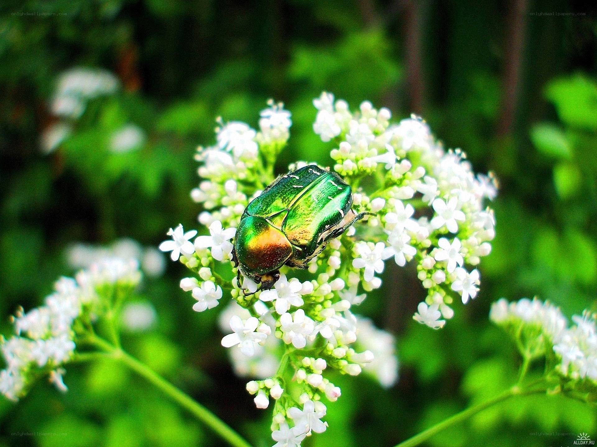 green beetle on white flowers