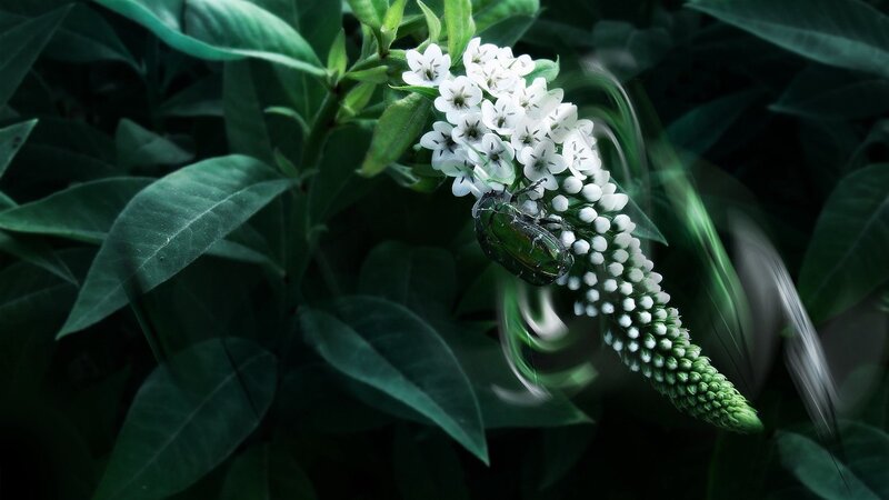 Green Beetle on White Flowers — Dramatic