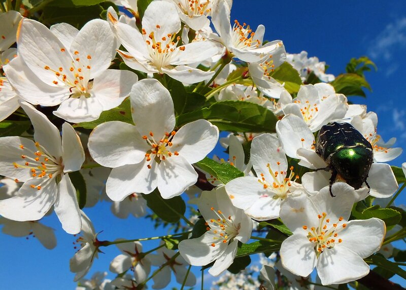 Green Beetle on White Flowers — Serene
