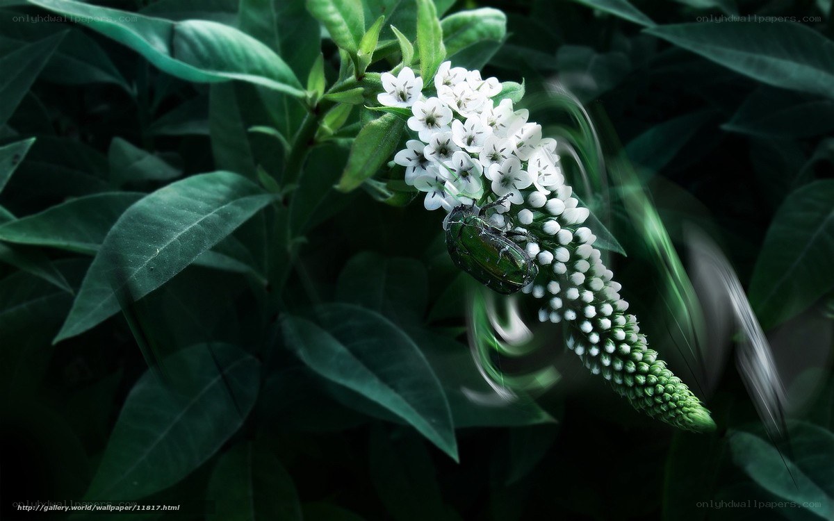 green beetle on white flowers