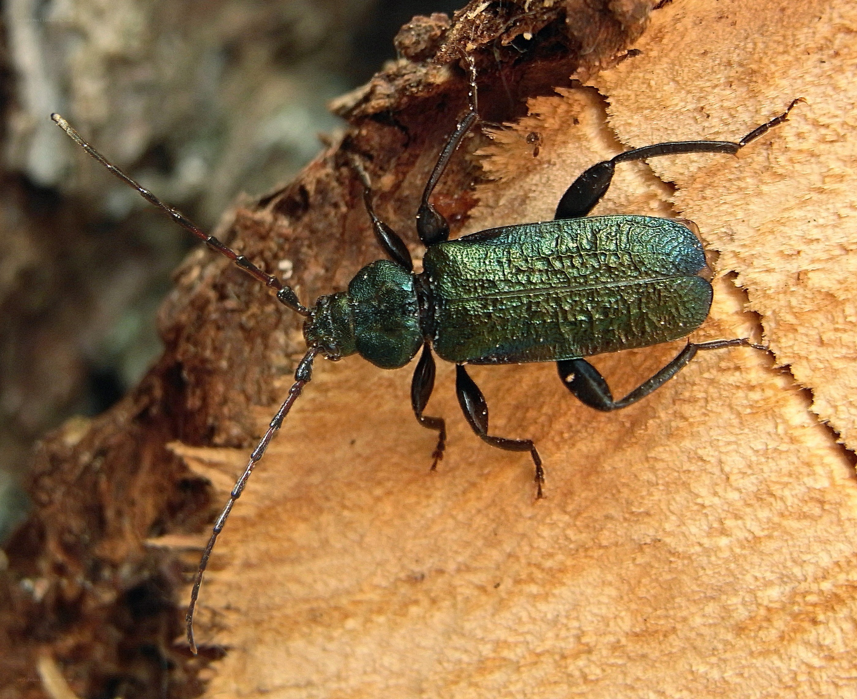 green beetle on wood