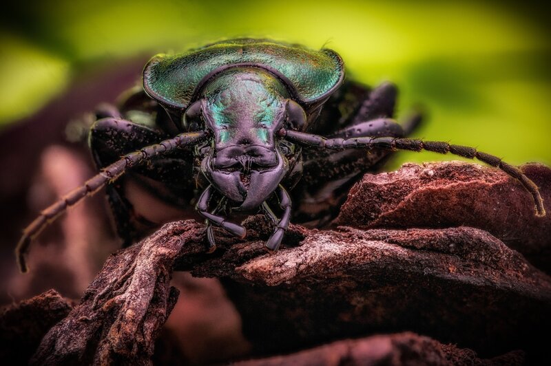 Green Beetle on Wood — Dramatic