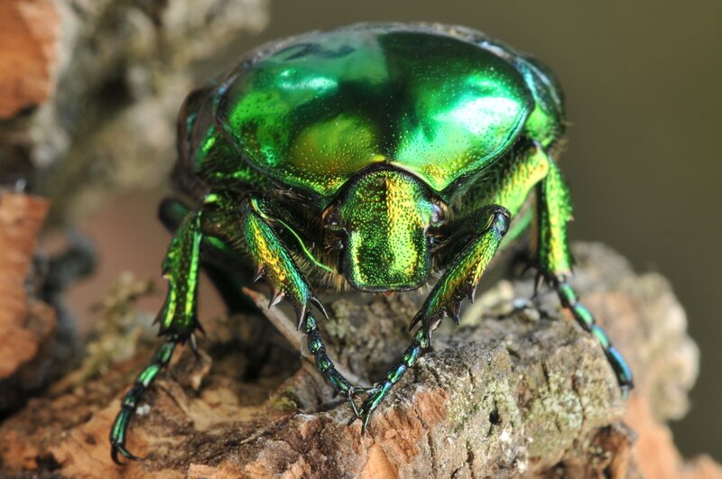 Green Beetle on Wood — Natural, Photograph, Insect