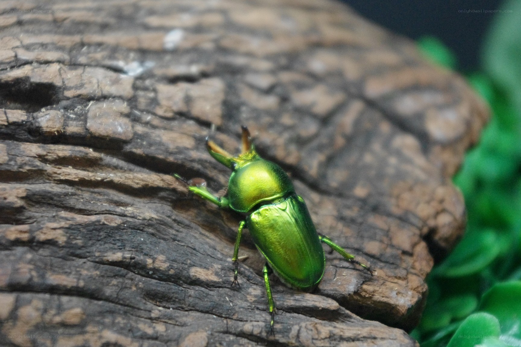 green beetle on wood