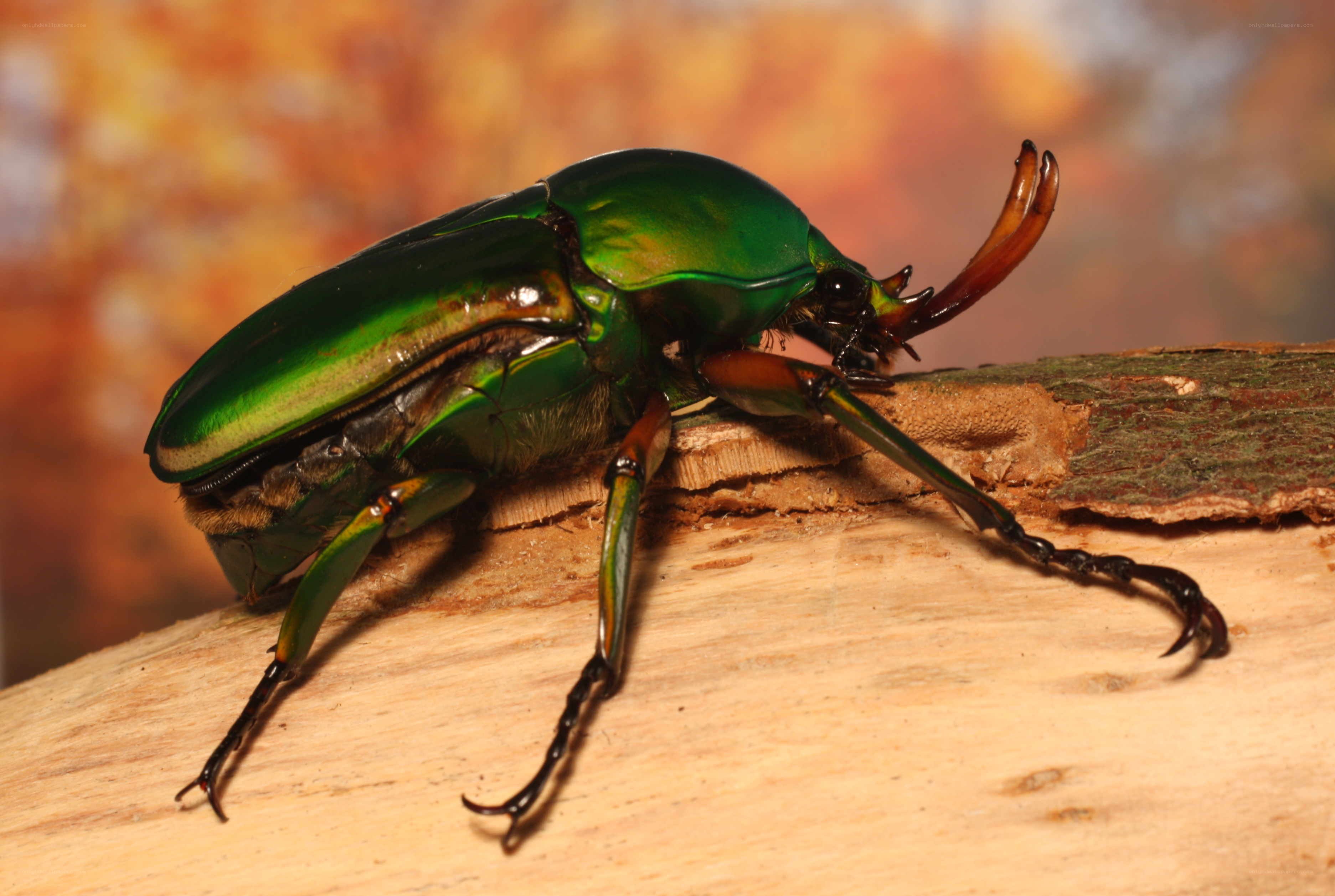 Green beetle on wooden surface