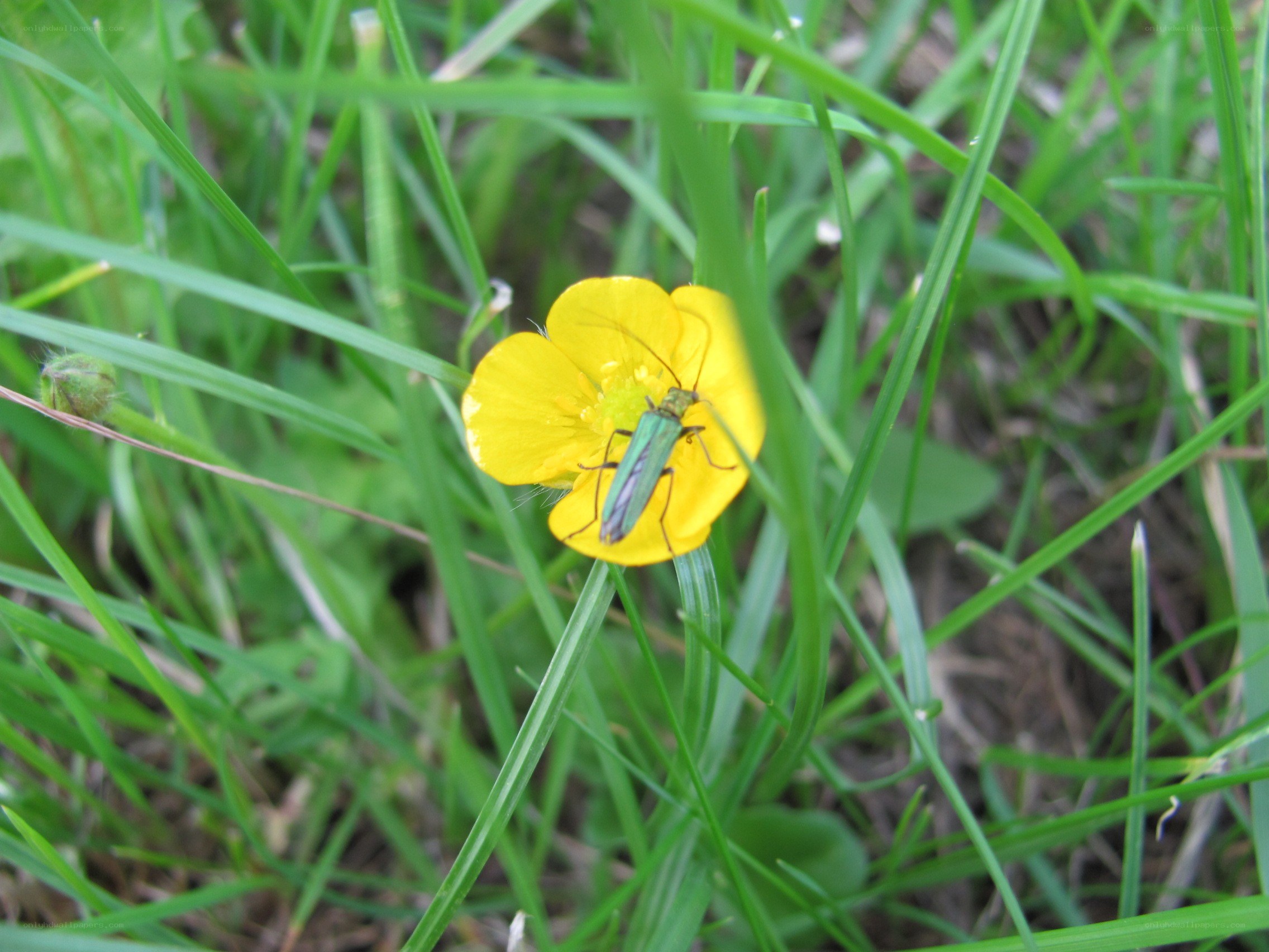 green beetle on yellow flower