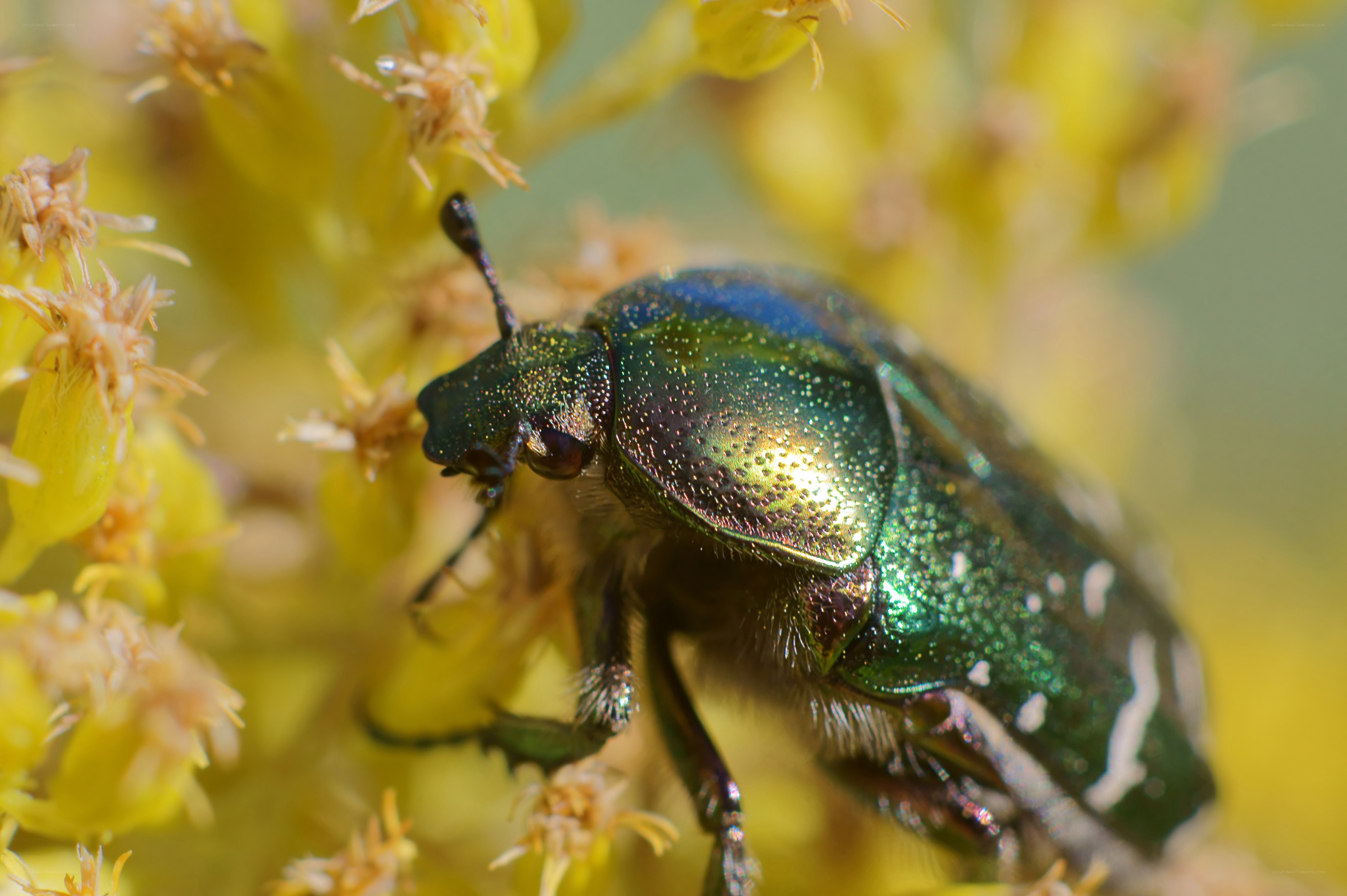 green beetle on yellow flower