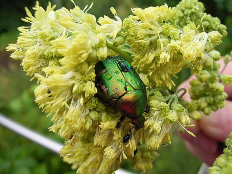 Green beetle on yellow flowers