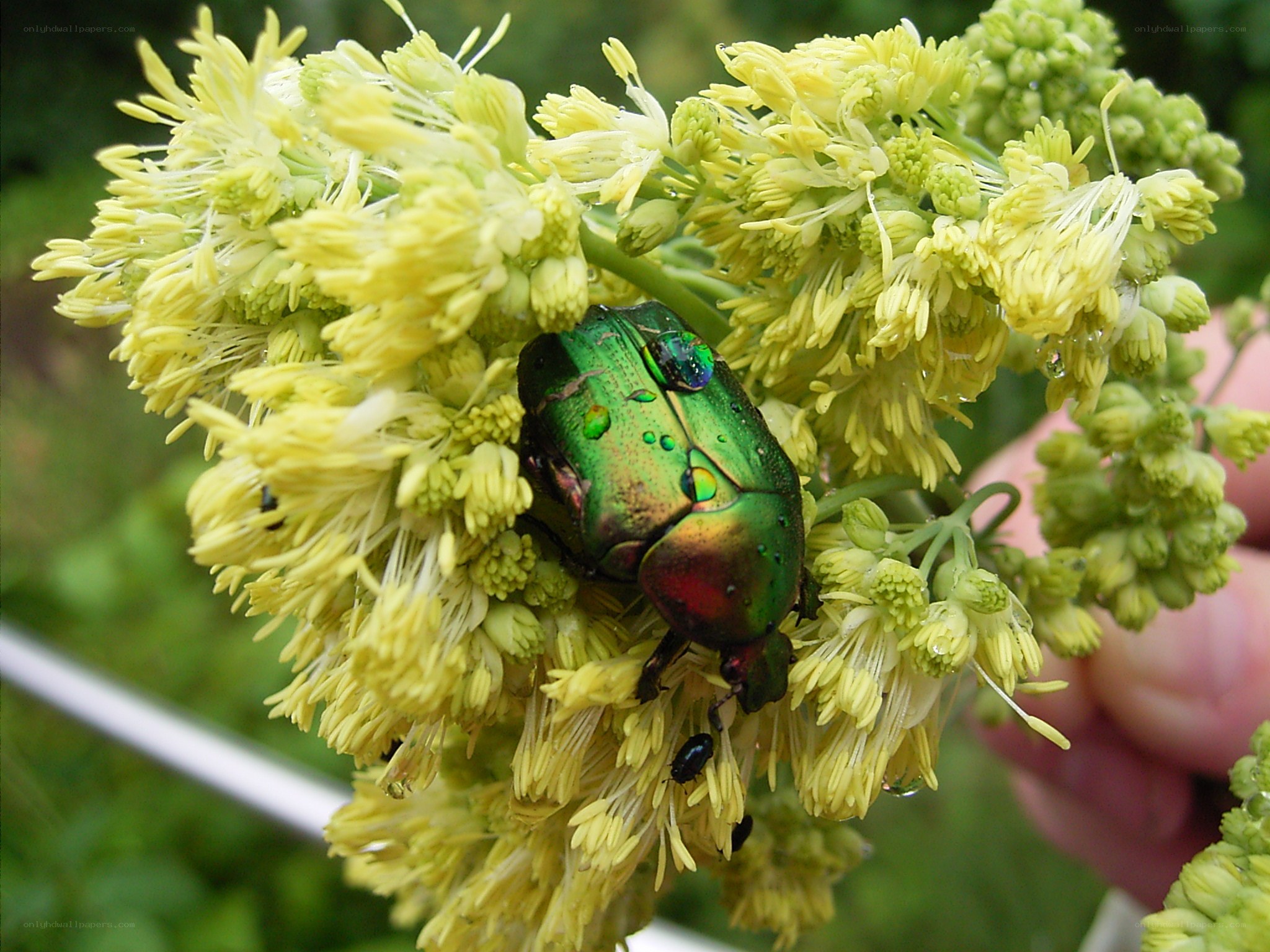 Green beetle on yellow flowers