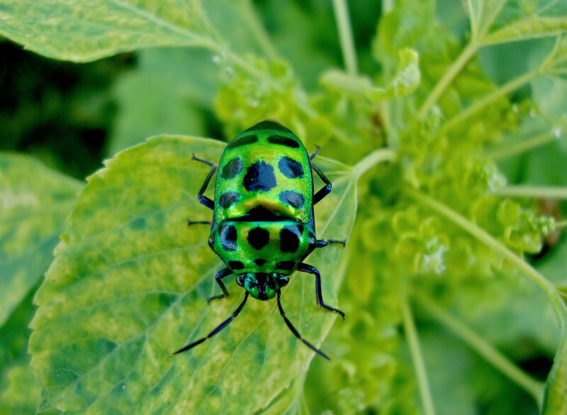 green beetle with black spots
