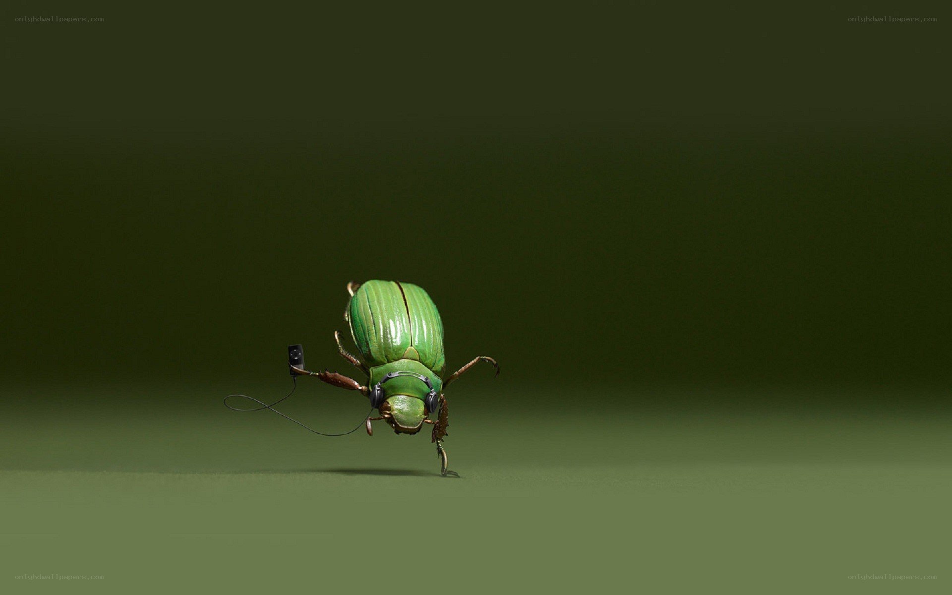 green beetle with camera