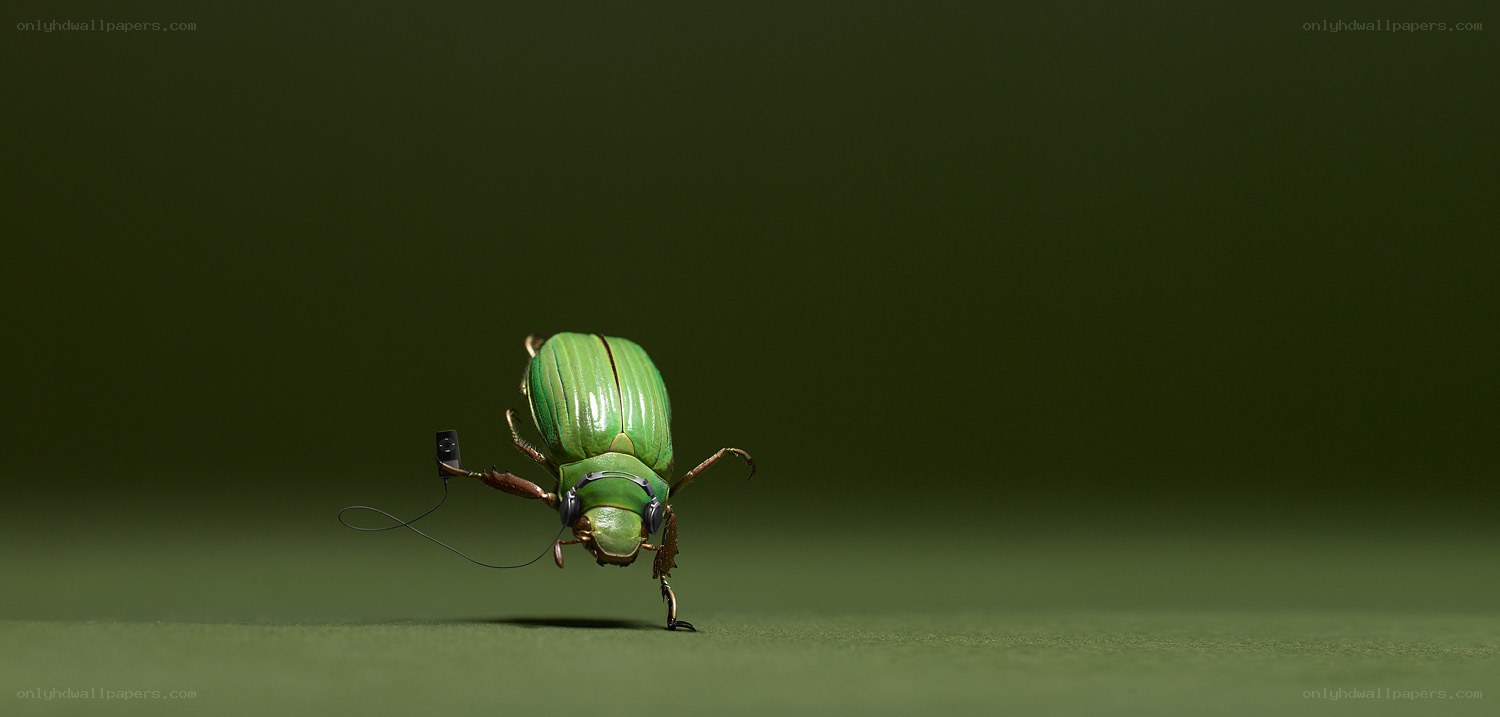 green beetle with headphones